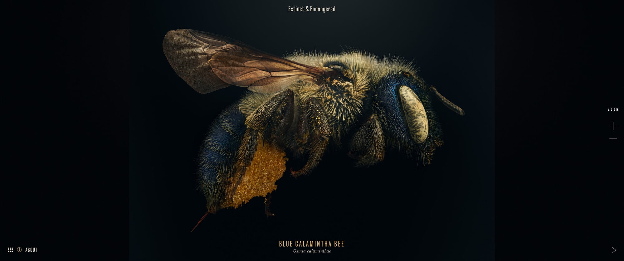 E&E Kiosk - Blue Calamintha Bee