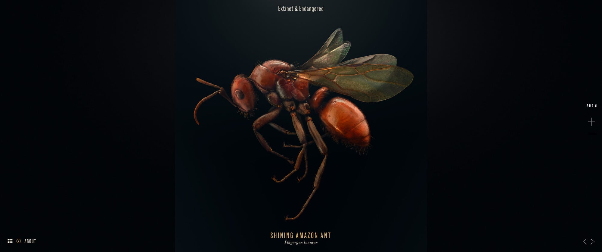 E&E Kiosk - Shining Amazon Ant