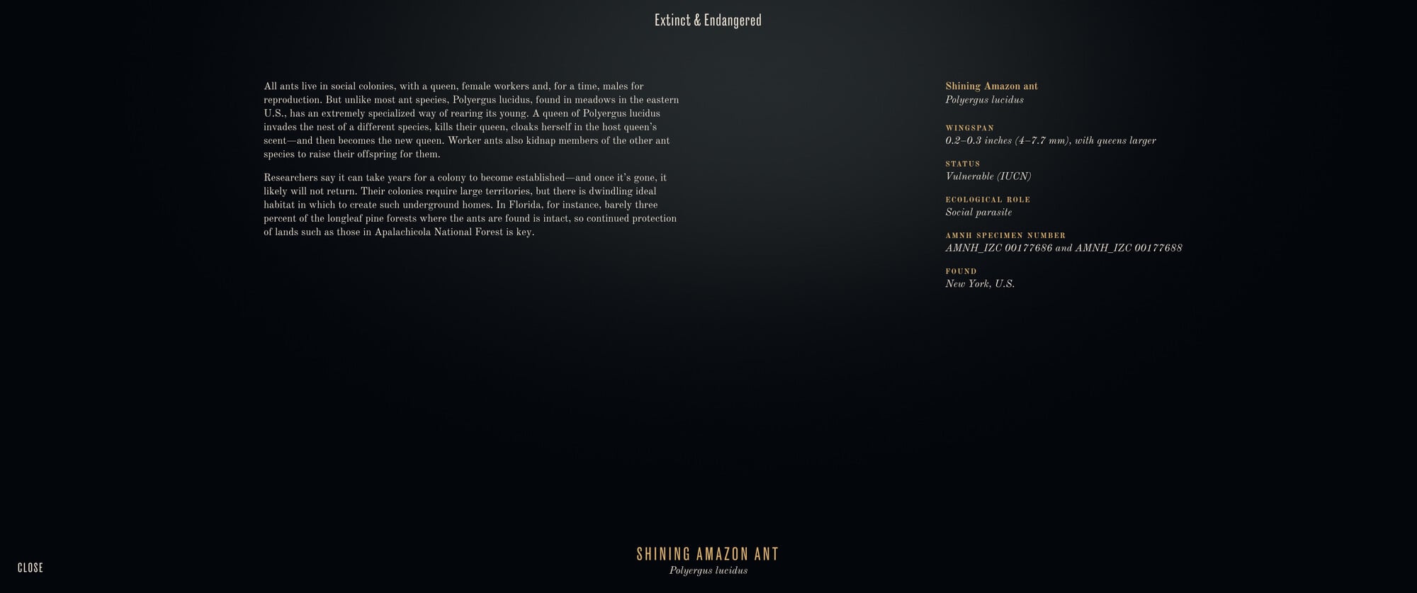 E&E Kiosk - Shining Amazon Ant Details