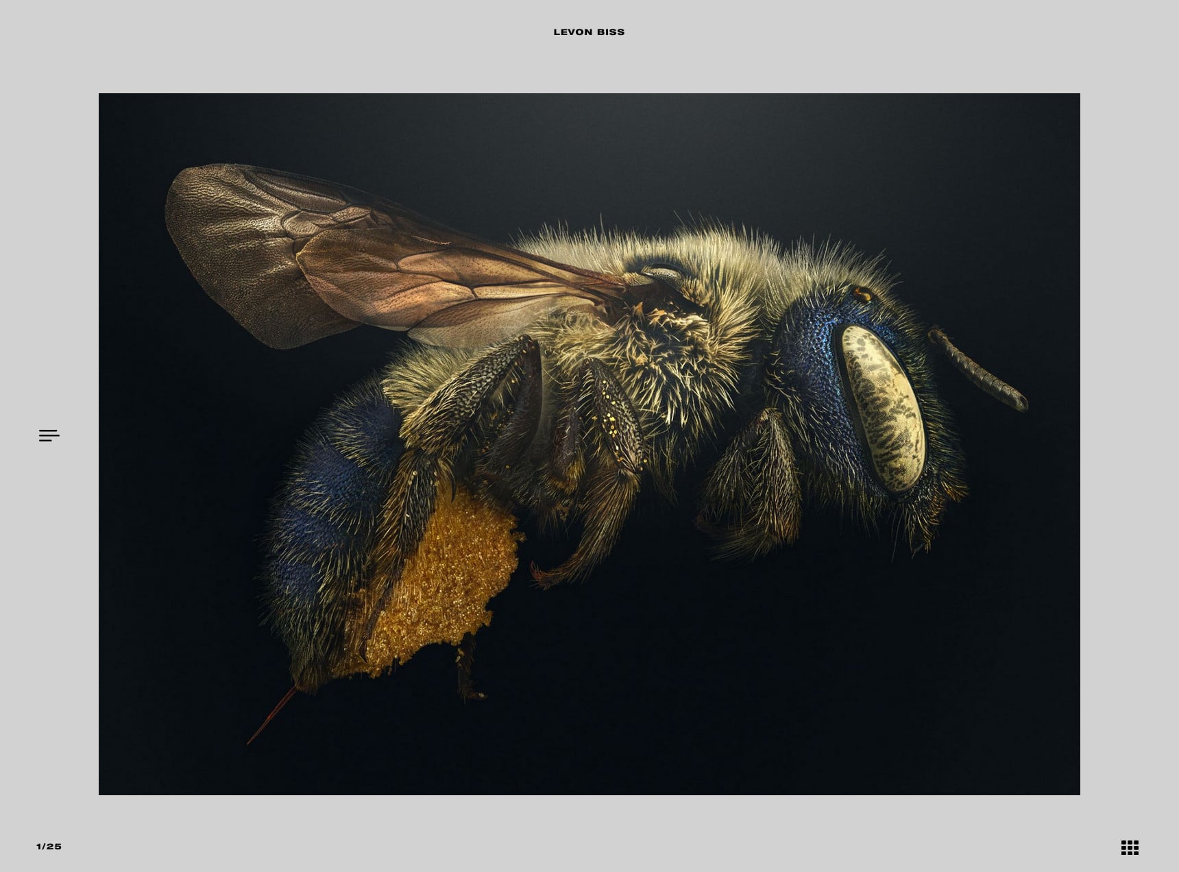 Blue Calamintha Bee - Levon Biss