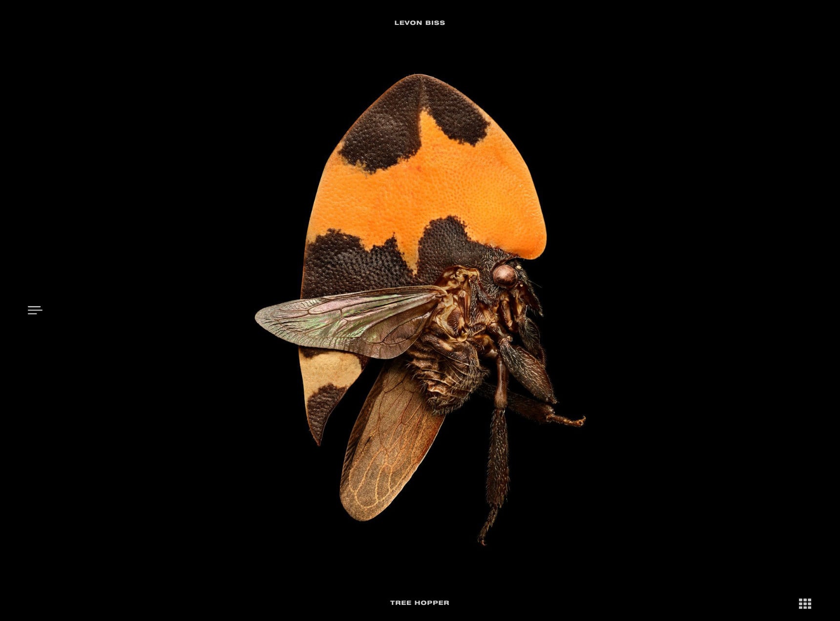 Tree Hopper - Levon Biss