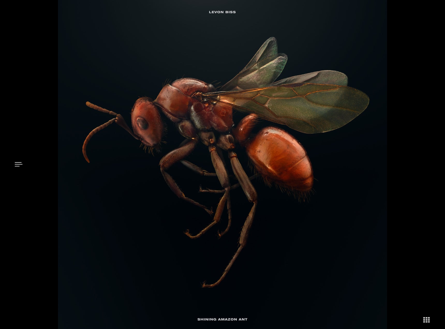 Polyergus Lucidus - Levon Biss