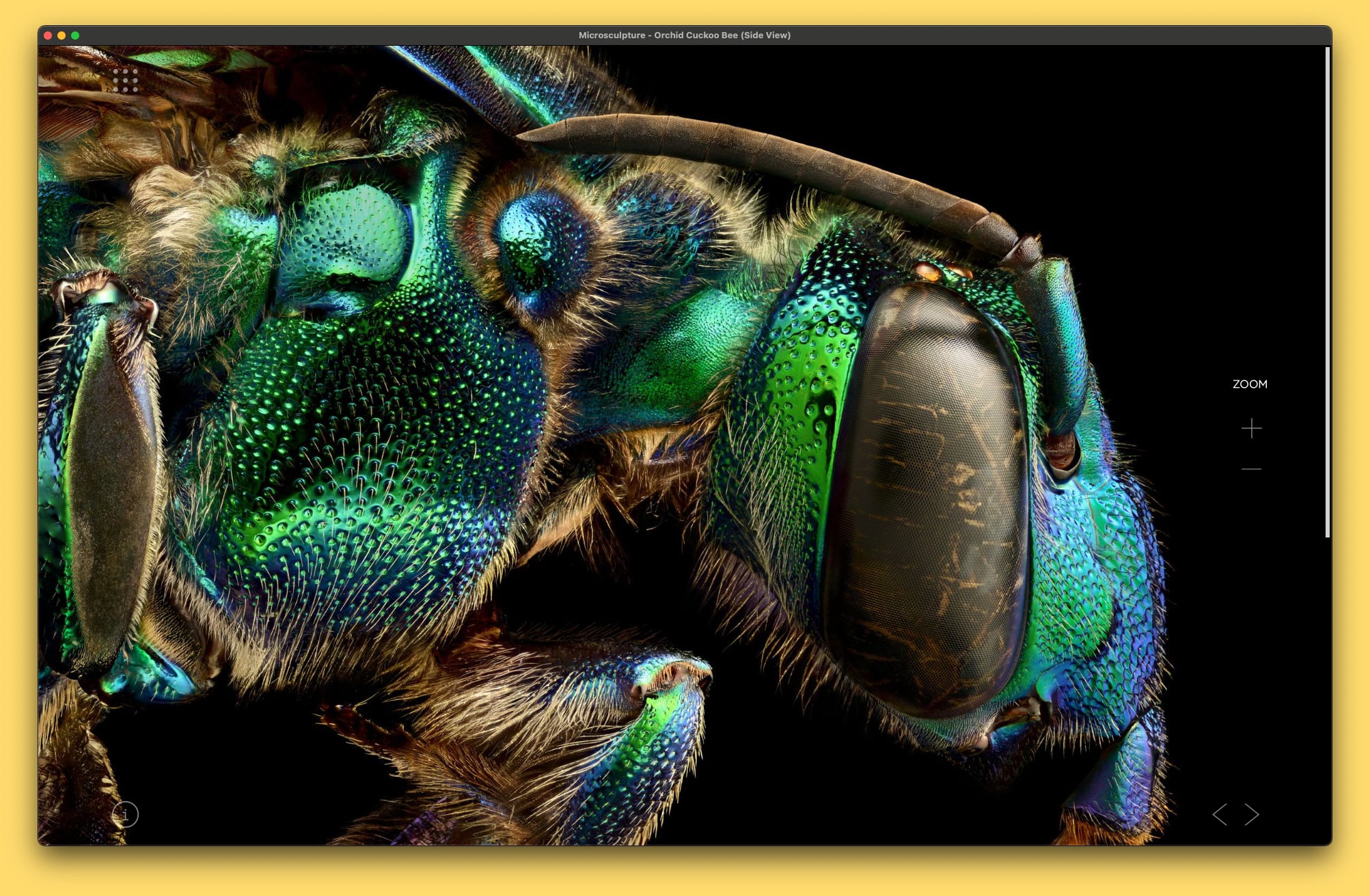 Microsculpture App - Orchid Cuckoo Bee Zoom