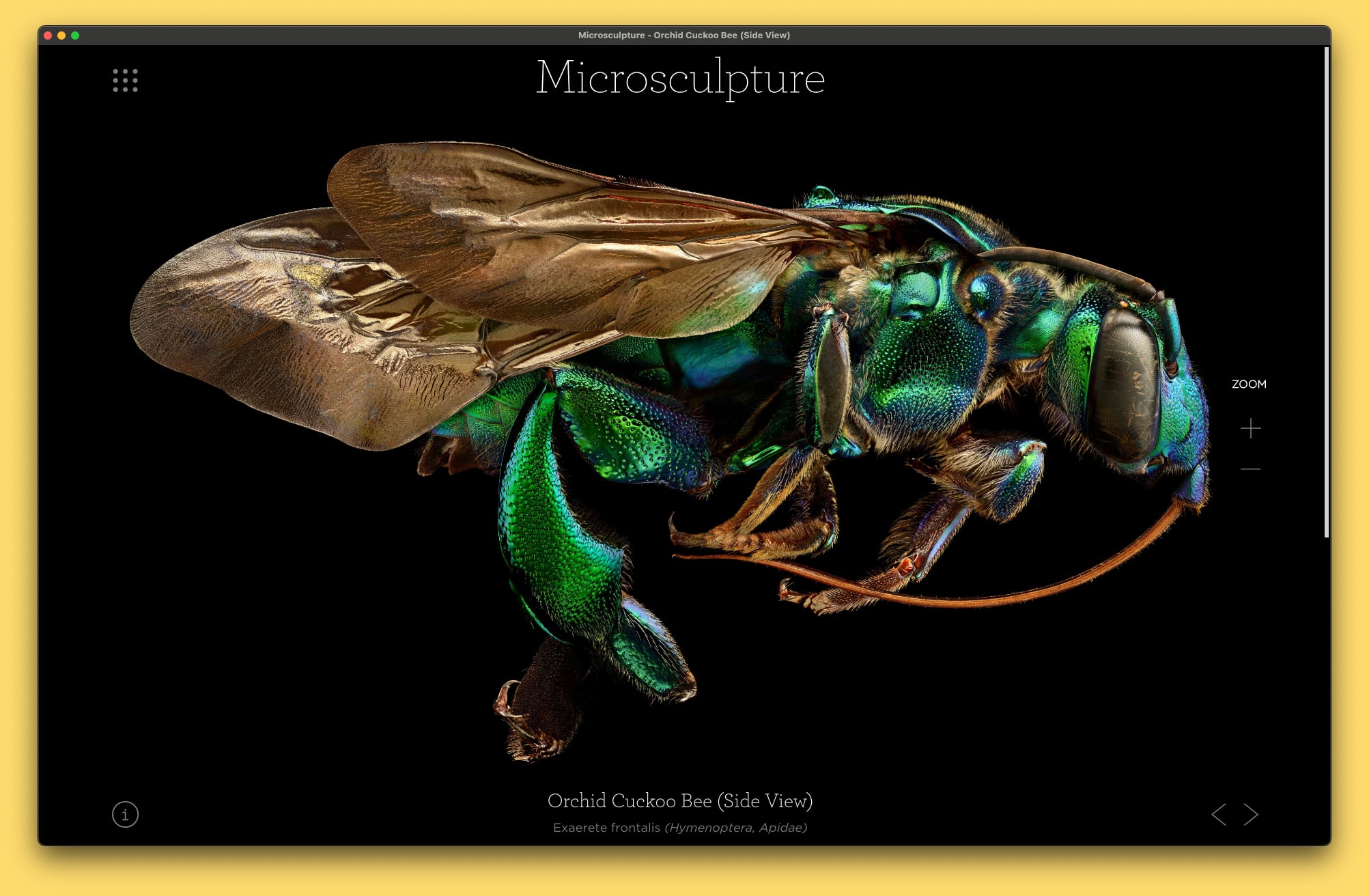 Microsculpture App - Orchid Cuckoo Bee