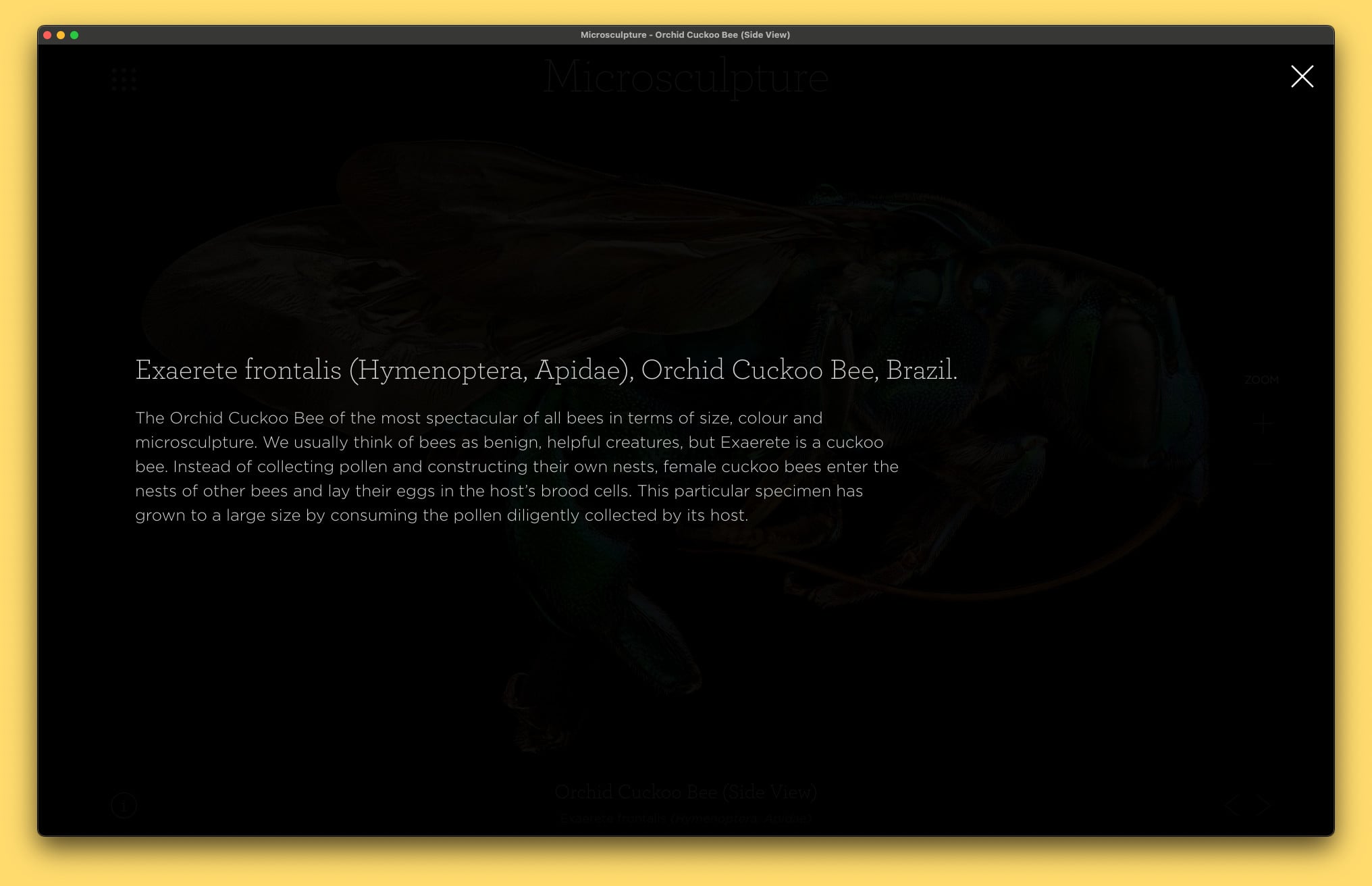 Microsculpture App - Orchid Cuckoo Bee Info